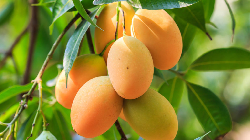 Mango and other tropical fruits processing - CFT