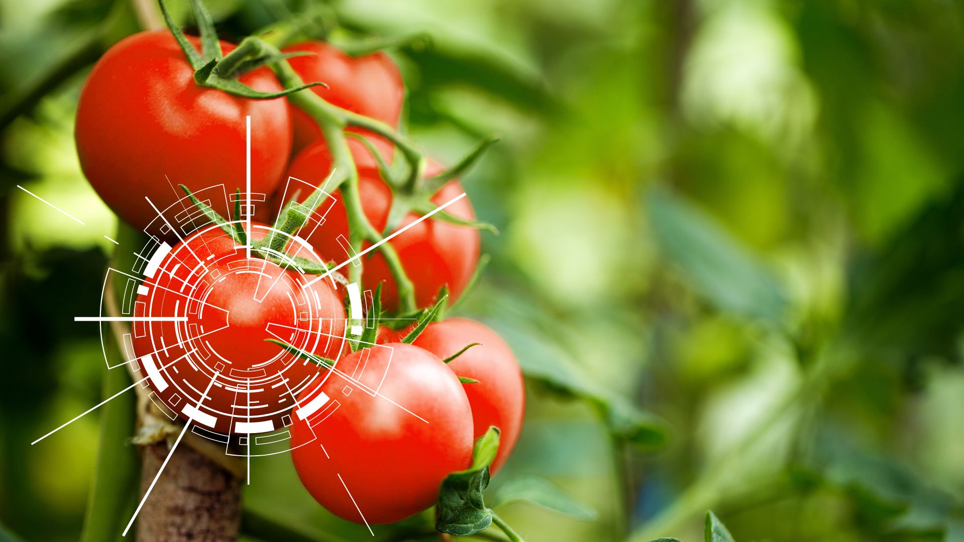 optimize-tomato-processing-with-digital-tomato-cft-food-machinery